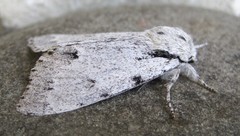 Acronicta vulpina