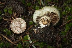 Pholiota nubigena
