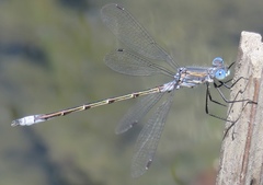 Lestes stultus