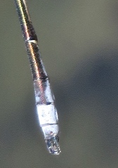 Lestes stultus