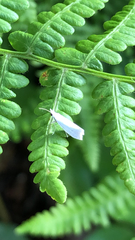 Eucalantica polita