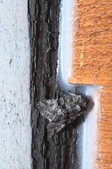 Lacinipolia olivacea