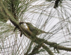 Setophaga pityophila