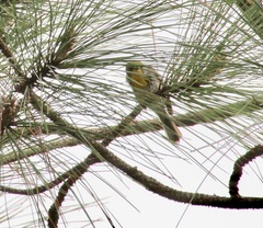 Setophaga pityophila