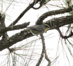 Setophaga pityophila