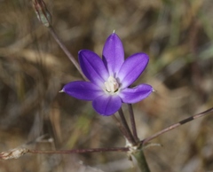 Brodiaea filifolia