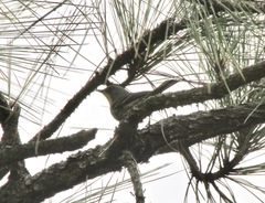 Setophaga pityophila