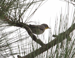 Setophaga pityophila