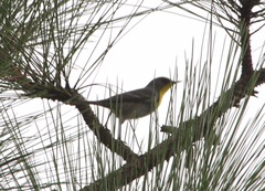 Setophaga pityophila