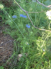Nigella damascena