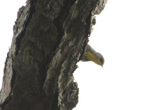 Setophaga pityophila