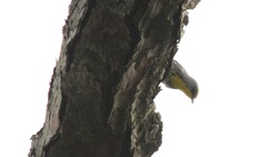 Setophaga pityophila