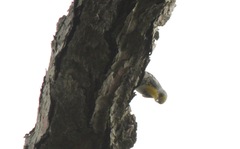 Setophaga pityophila