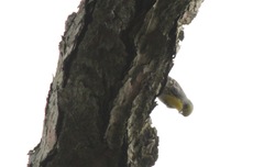 Setophaga pityophila