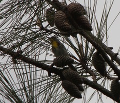 Setophaga pityophila