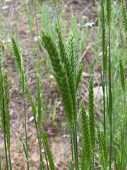 Agropyron fragile