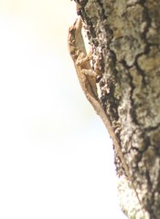 Anolis quercorum