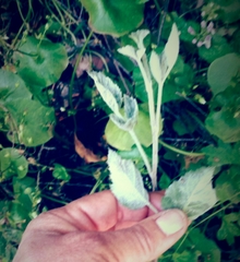 Rubus leucodermis leucodermis
