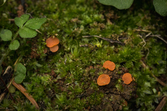 Pulvinula archeri