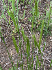 Agropyron fragile