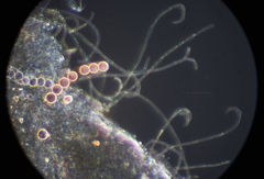 Pulvinula archeri