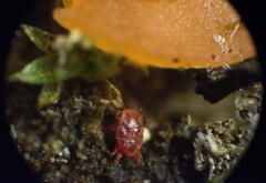 Pulvinula archeri