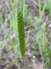 Agropyron fragile