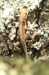 Anolis quercorum