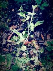 Rubus leucodermis leucodermis