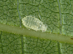 Chromaphis juglandicola