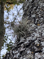 Tillandsia recurvata