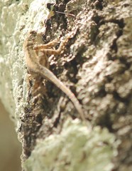Anolis quercorum