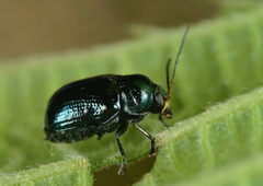 Cryptocephalus parvulus