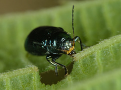Cryptocephalus parvulus