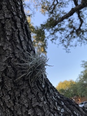 Tillandsia recurvata