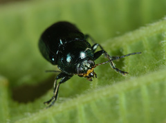 Cryptocephalus parvulus