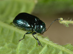 Cryptocephalus parvulus