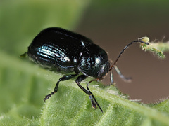 Cryptocephalus parvulus