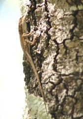 Anolis quercorum