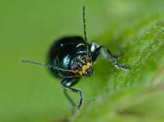 Cryptocephalus parvulus