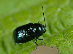 Cryptocephalus parvulus