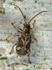 Ptinomorphus imperialis