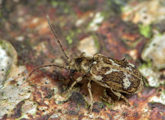 Ptinomorphus imperialis