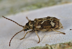 Ptinomorphus imperialis