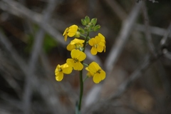 Erysimum suffrutescens
