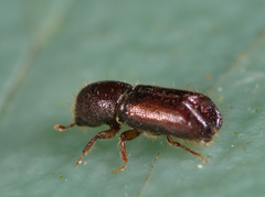 Xylocleptes bispinus