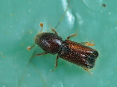 Xylocleptes bispinus