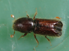 Xylocleptes bispinus