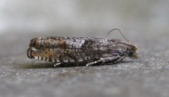 Epinotia solicitana