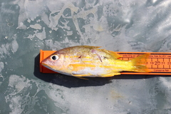 Lutjanus carponotatus